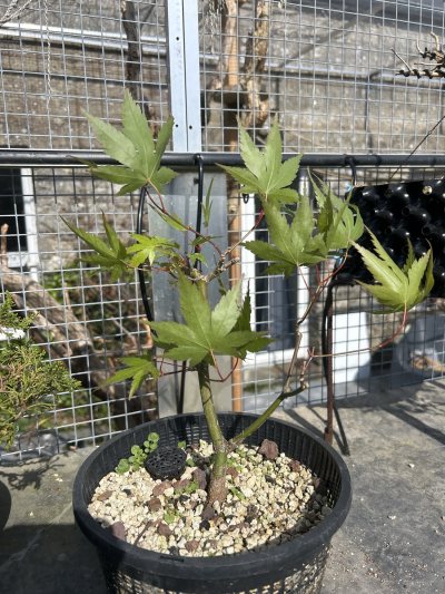 Acer arakawa