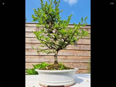 Zelkova serata