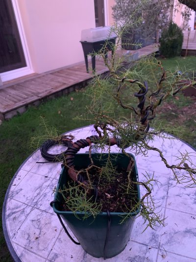 Cèdre Cryptomeria