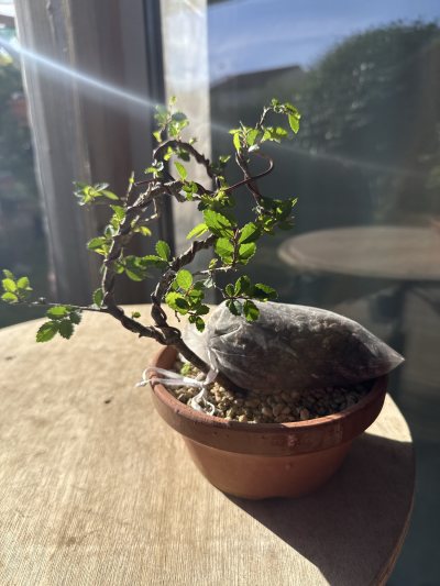 Orme de chine Stefan ulmus parvifolia chinensis