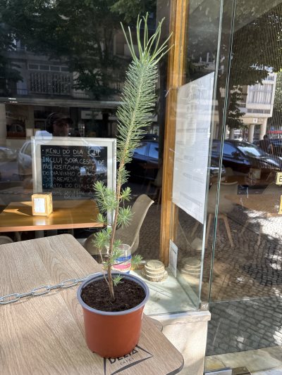 Pines pinea