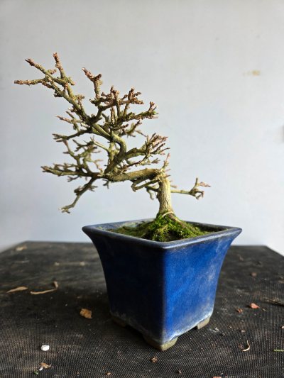 Premna