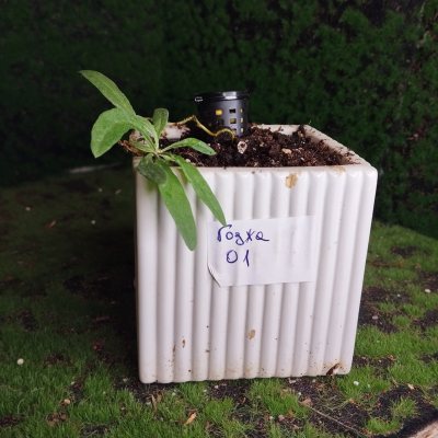 Дереза обыкновенная, или Годжа 01