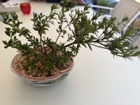 Μεταφύτευση - 7/8/26 - Photo 1/2