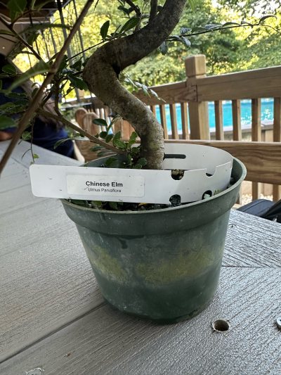 Chinese Elm