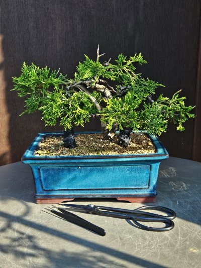 Juniperus Pfitzerania Gold Coast