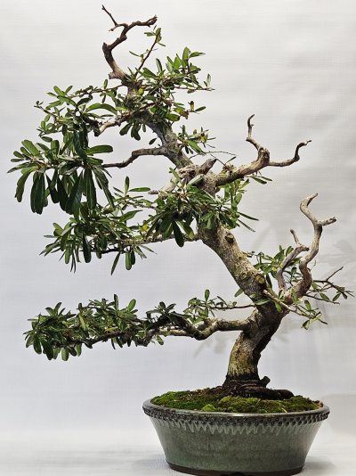 Pyracantha 1