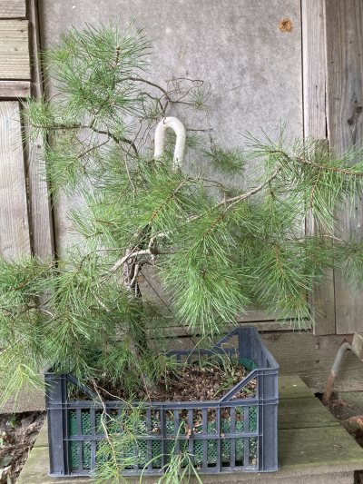 Pin sylvestre