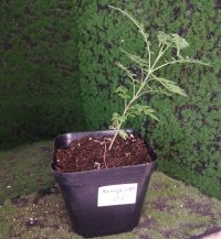 Penggantian Pot - 11/06/26 - Photo 1/1