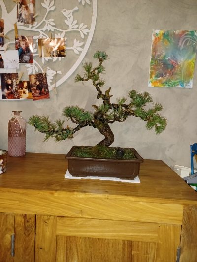 PINUS PARVIFLORA