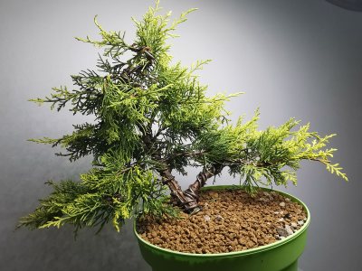 Juniperus Old Gold