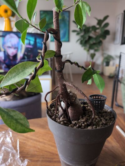 Ficus salle de bain ger
