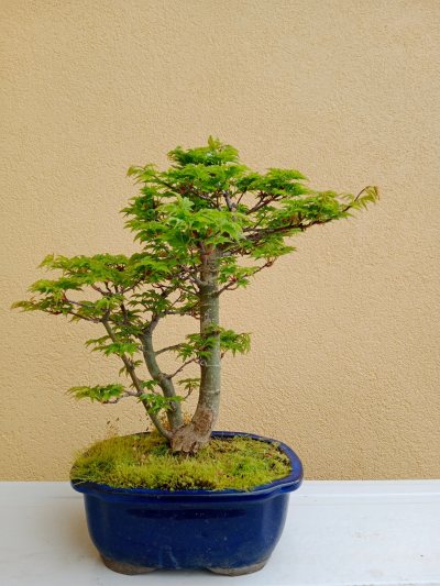 Shishigashira bonsai schwarz