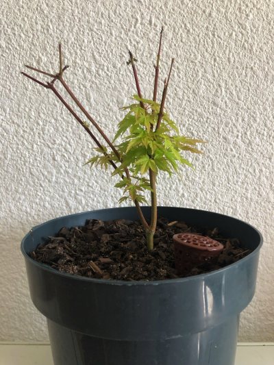 Érable du Japon