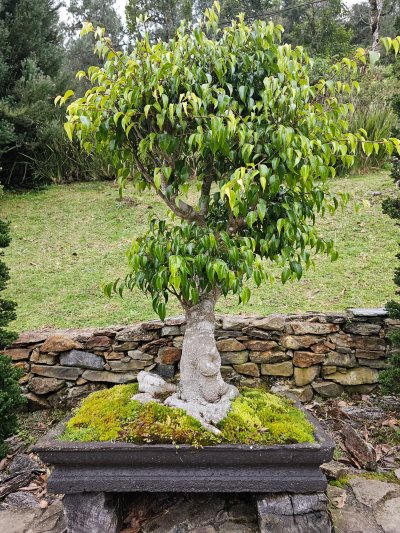 Laurel 1