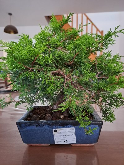 1er famiflora