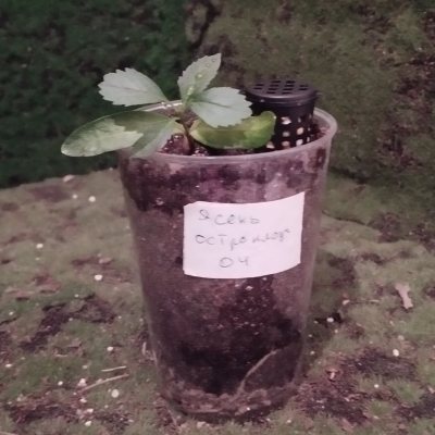 Ясень остроплодный 04