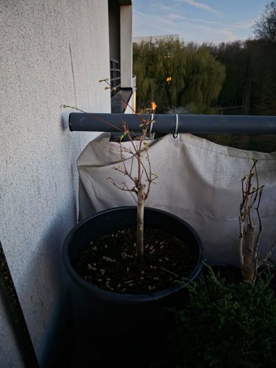 Metasequoia culture