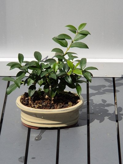 15. Osmanthus