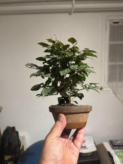 Carpinus bébé