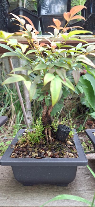 Nandina Obsession