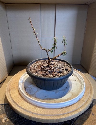 Cotoneaster 01