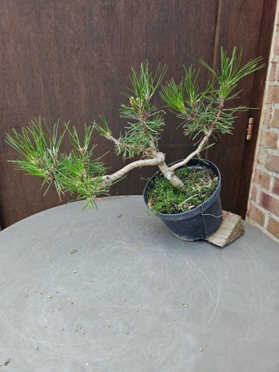 Pinus nigra
