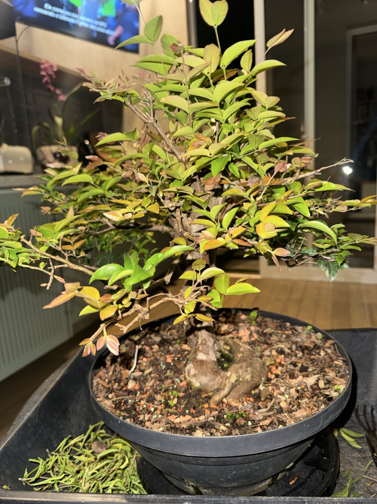 Photo 23