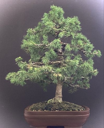 Shohin Picea Glauca