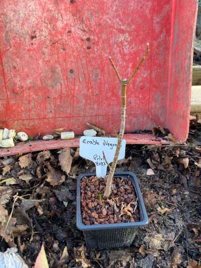 Acer Negundo 01