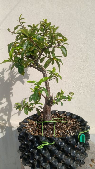 Pyracantha