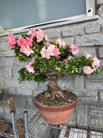 Azalea
