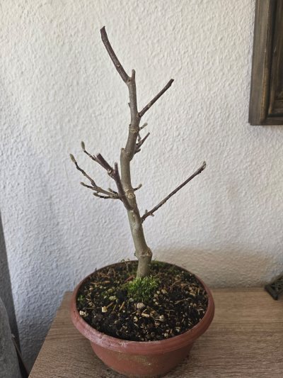 Magnolia stellata 'Royal Star' 001