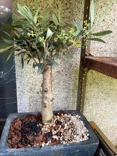 Olea