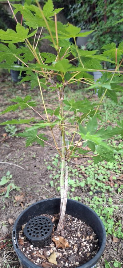 Twin Twisted Trunk Maple