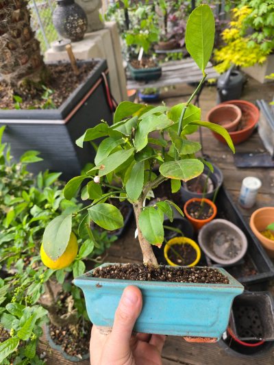 Zitronenbaum 001