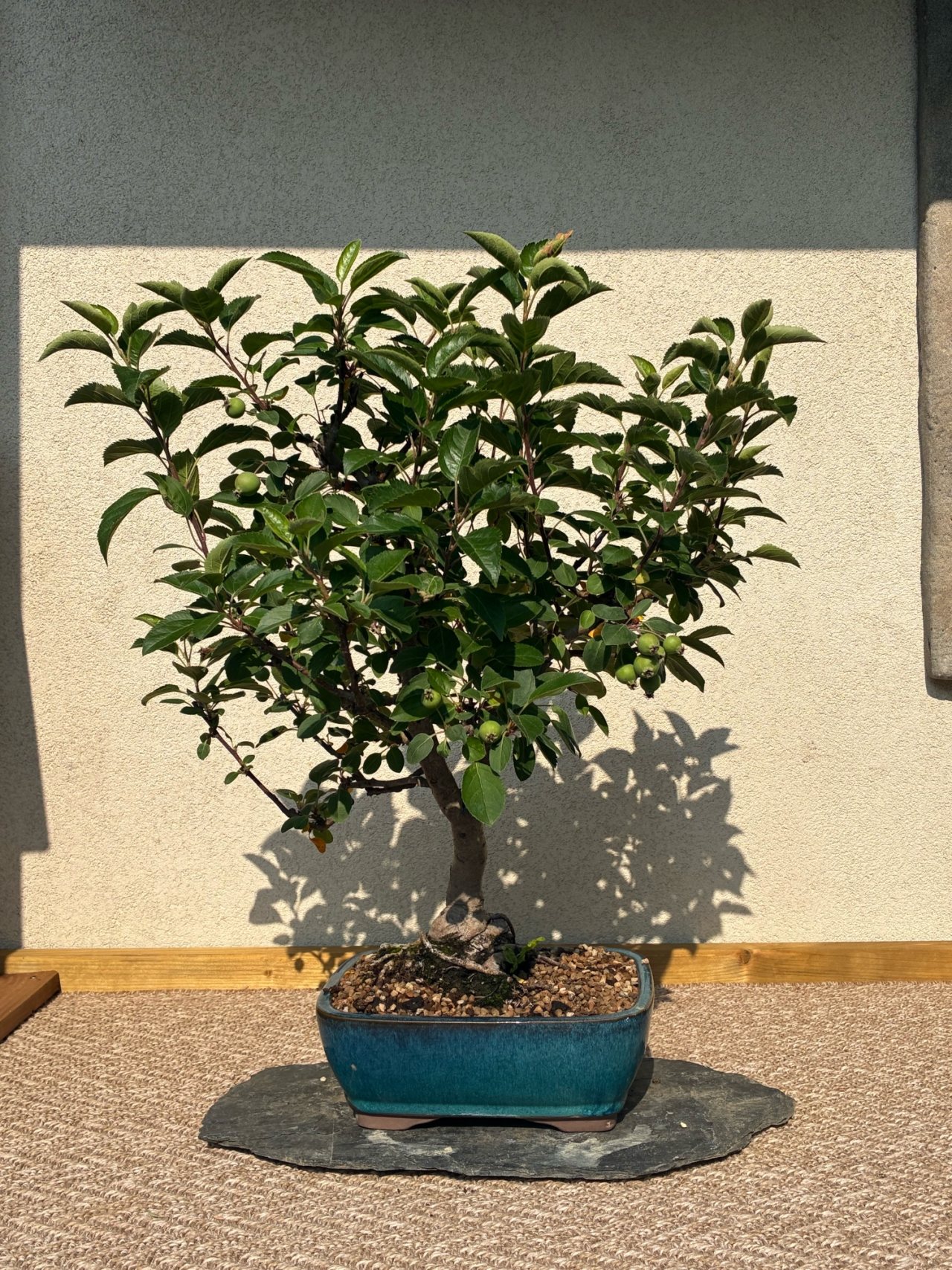 Photo 12