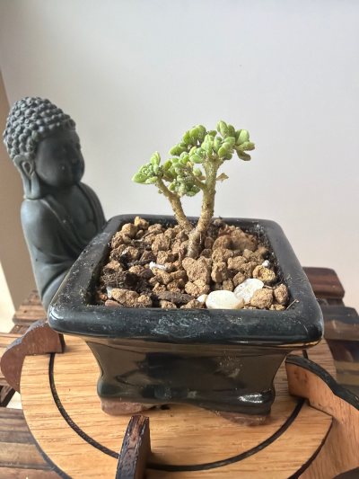 Tiny Tiny