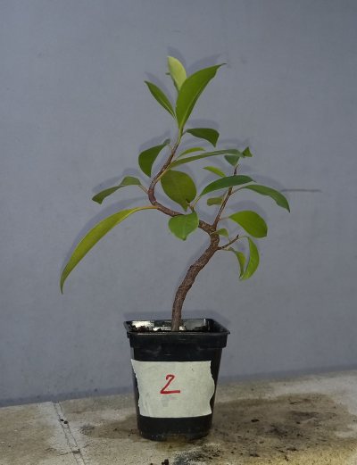 Ficus 2