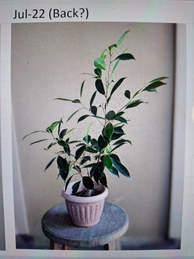 Port Jackson Prize