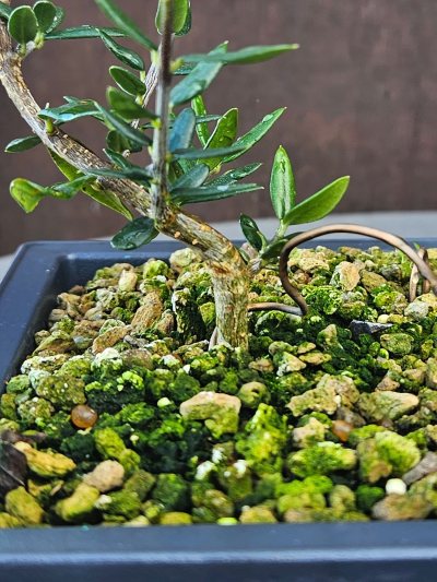 Olea Europaea