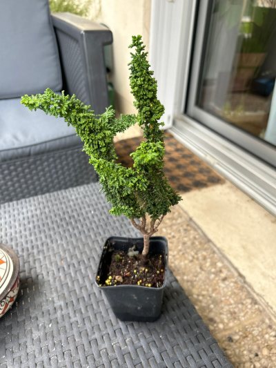 Hinoki Japon