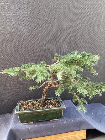 Picea aiguilles courtes