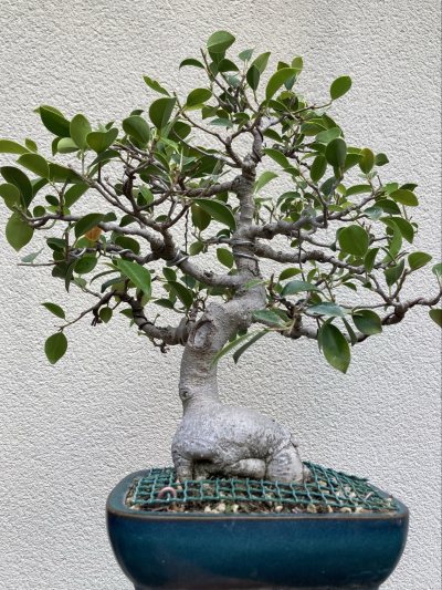 Ficus