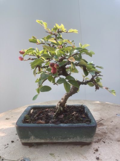 Shohin Cotoneaster