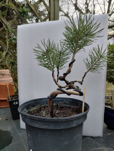 Pin sylvestre