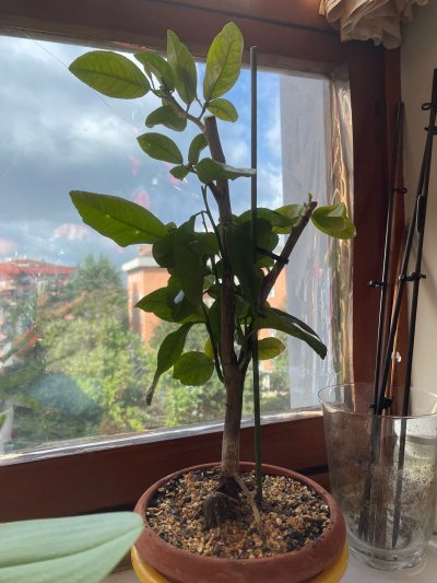 Limone