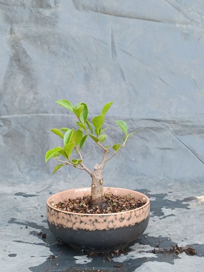Ficus Microcarpa shohin