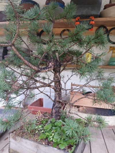 Pin sylvestre 3