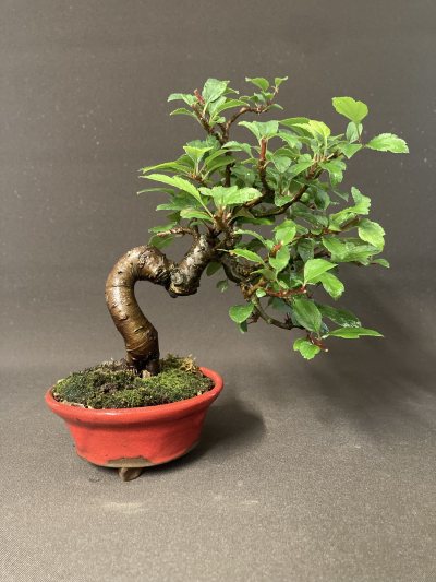 Shohin Prunier